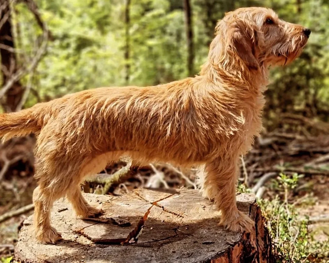 Thilda du Plateau des Bruyères