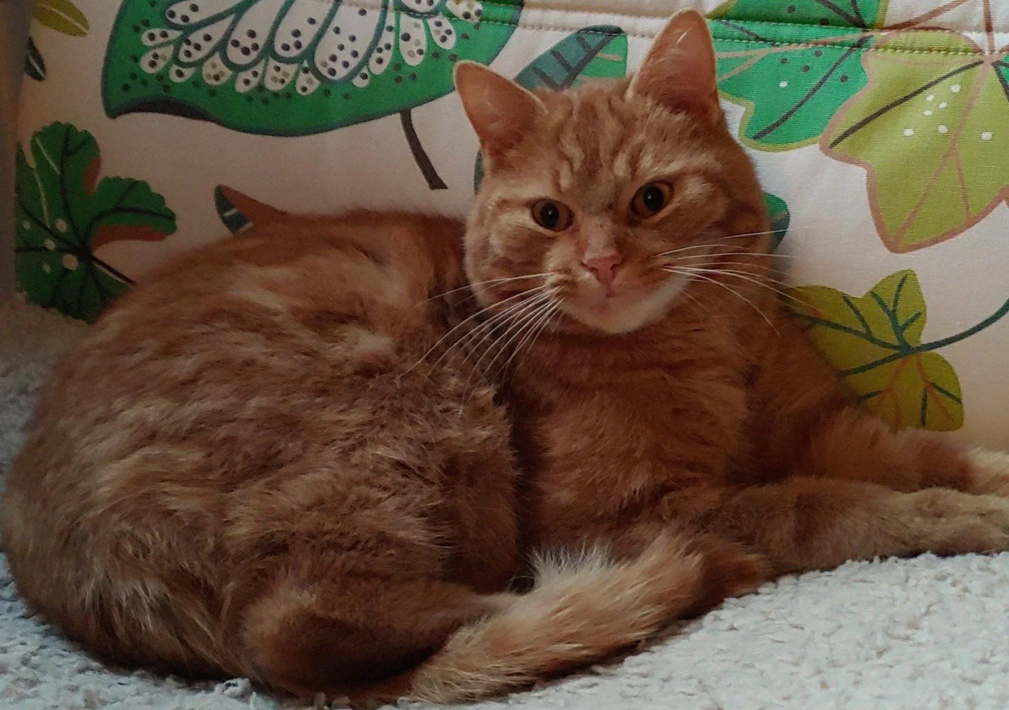 Kater Janosch Europäisch Kurzhaar - Basset Fauve de Bretagne du Lac du Draveur