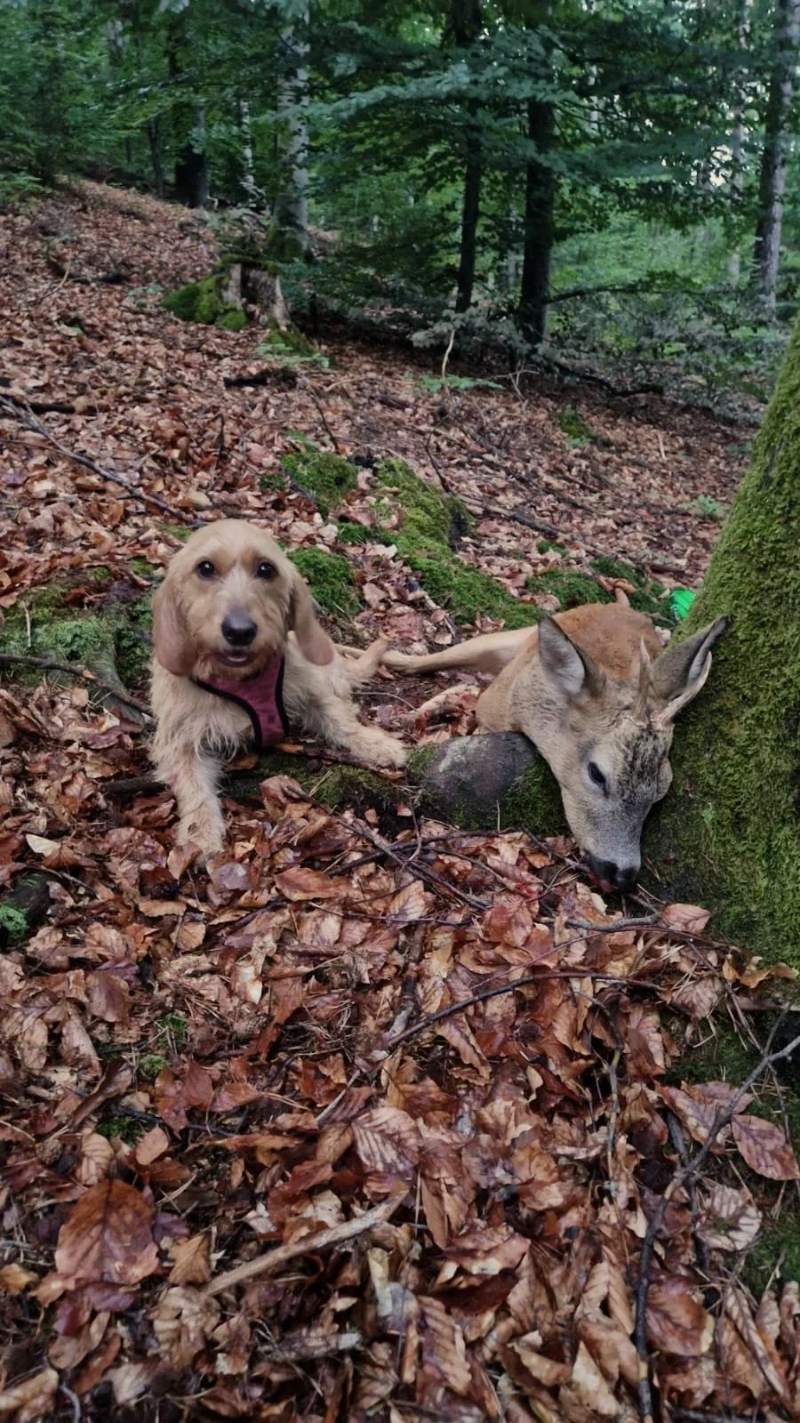 Basset Fauve de Bretagne Thilda du Plateau des Bruyères nach einer Nachsuche auf Rehwild bzw. Rehbock