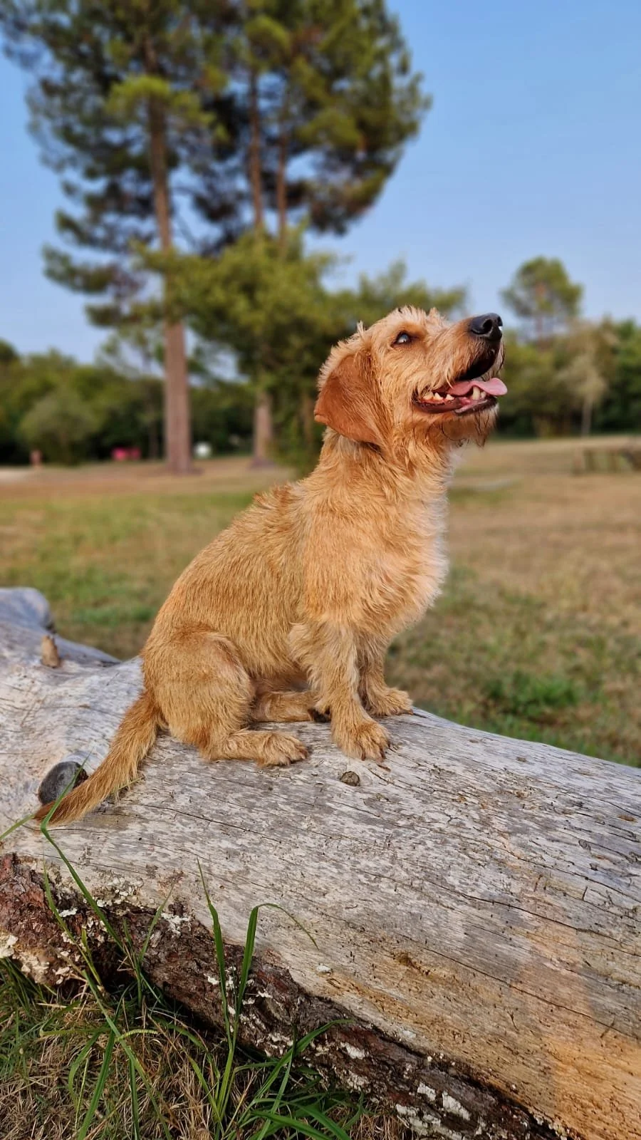 Basset Fauve de Bretagne, Thilda du Plateau des Bruyères sitzend auf Baumstamm