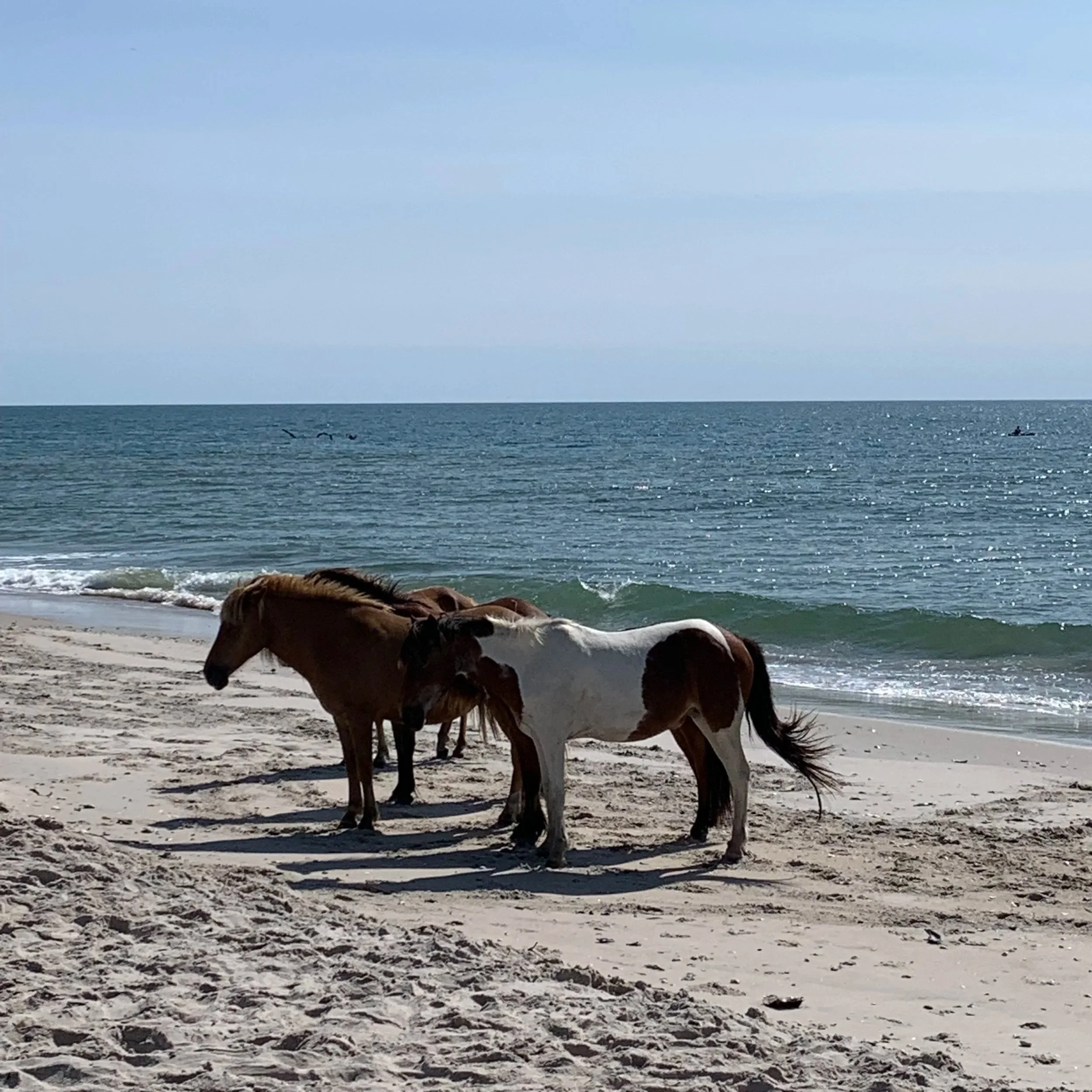 Assateague Island Beach scene with three horses standing on the sand near the water's edge, ocean waves, seagulls flying in the sky, and a cloudy blue sky.
