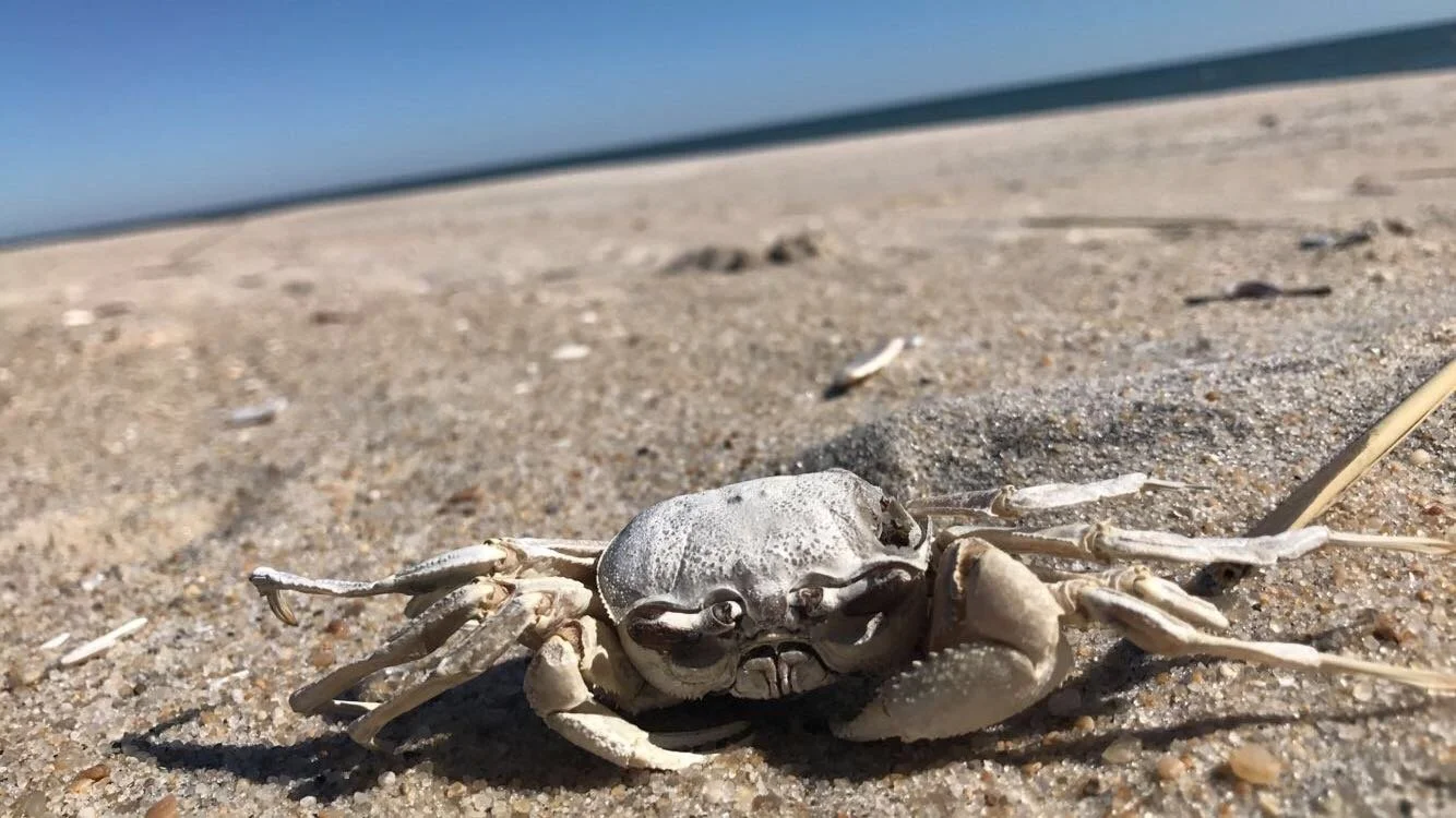 A close-up of a gray crab lying on a sandy beach with a clear blue sky and ocean in the background.
