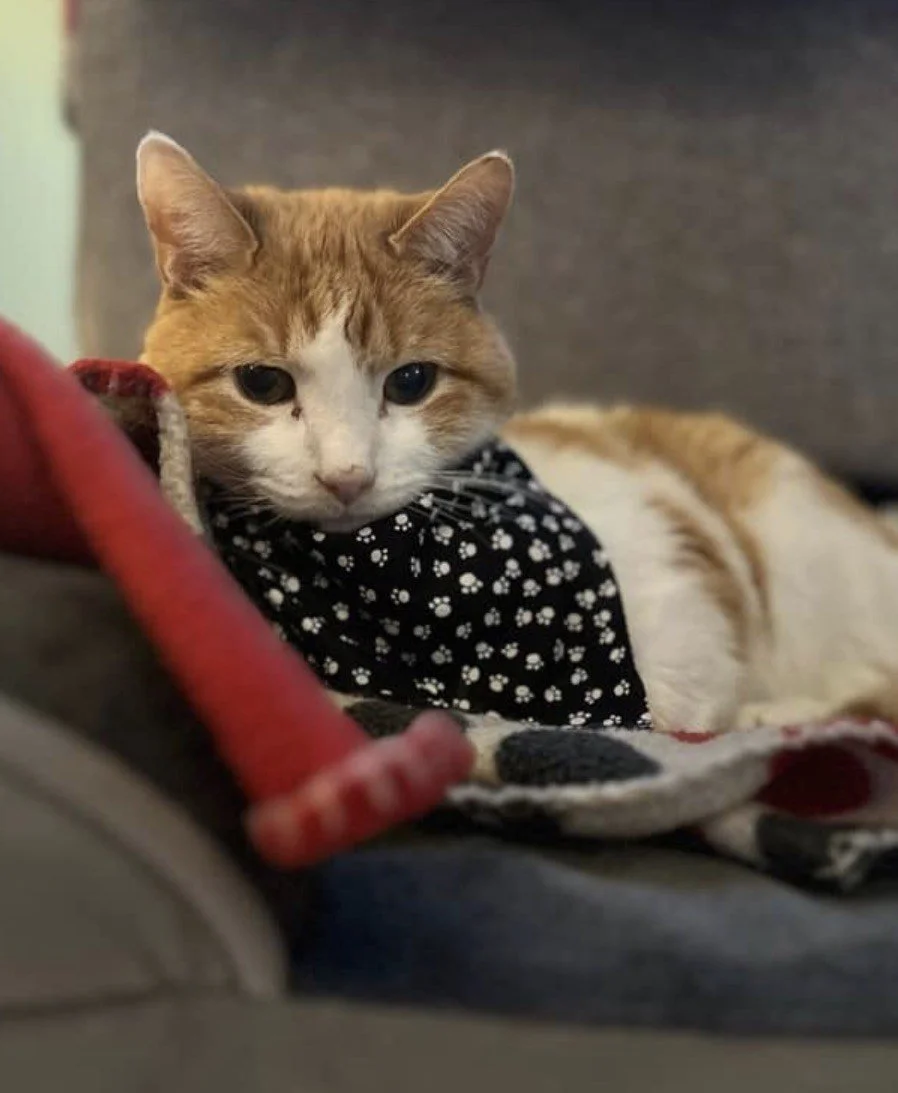 LEX CAT 1.jpeg