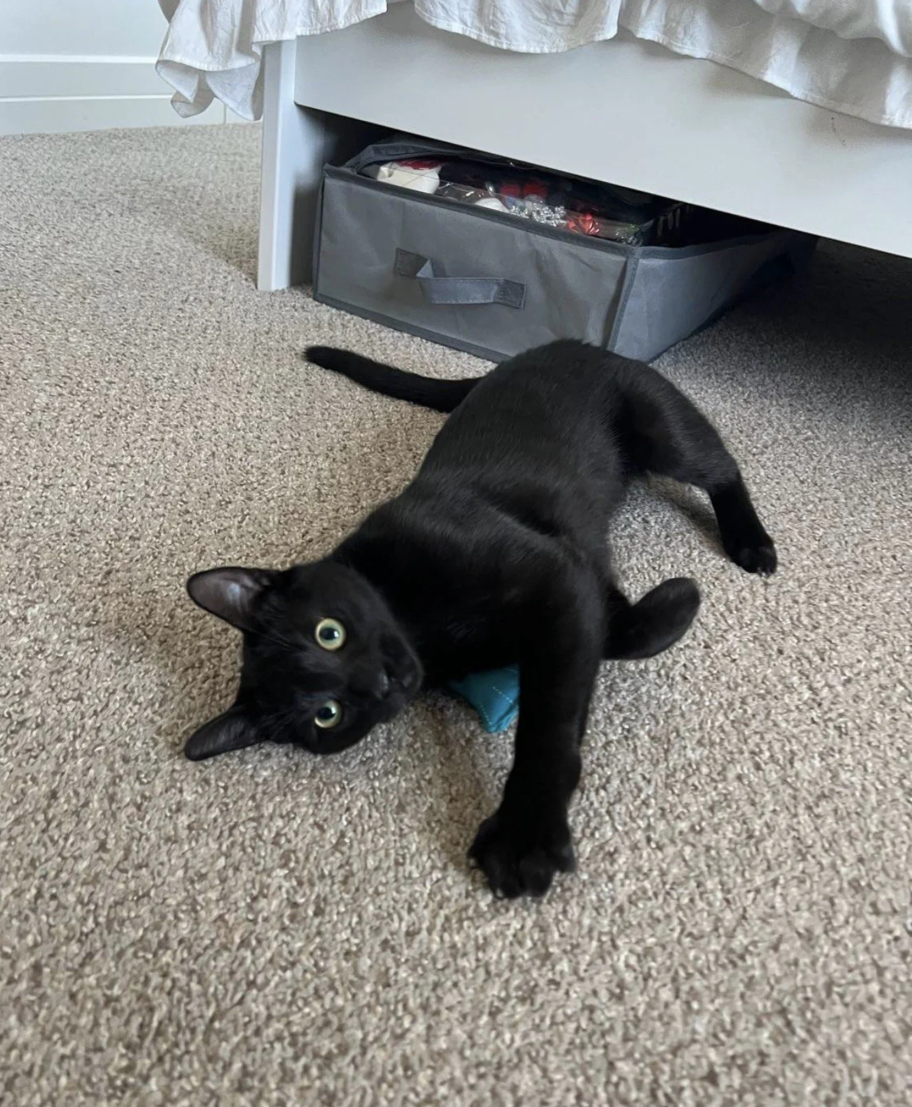 LEX CAT 2.jpeg