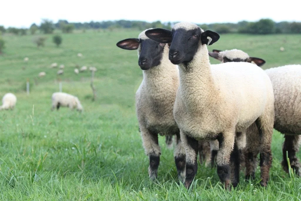 Two sheep with black faces and ears standing in a green pasture, with more sheep grazing in the background.
