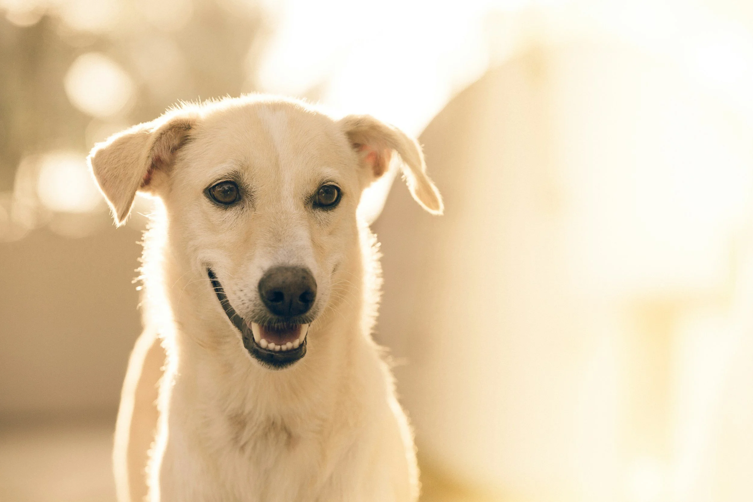 A happy Labrador Retriever dog with a cream-colored coat, looking directly at the camera with an open mouth and bright eyes, backlit by warm sunlight.