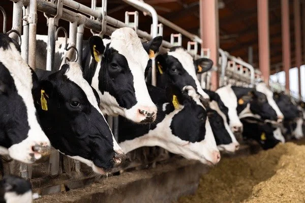 Several Holstein dairy cows in feeding stalls at a farm.