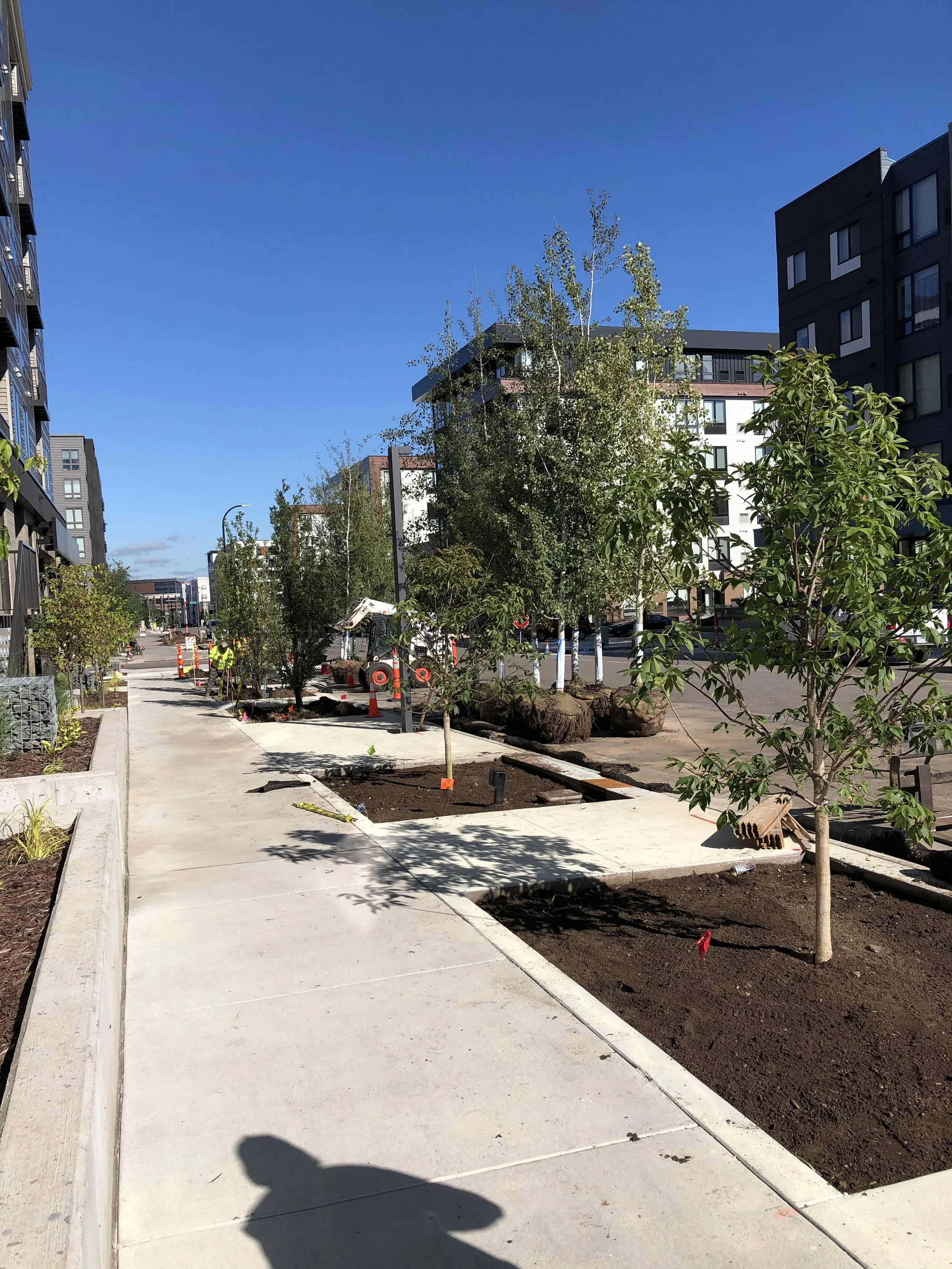 Newly planted trees