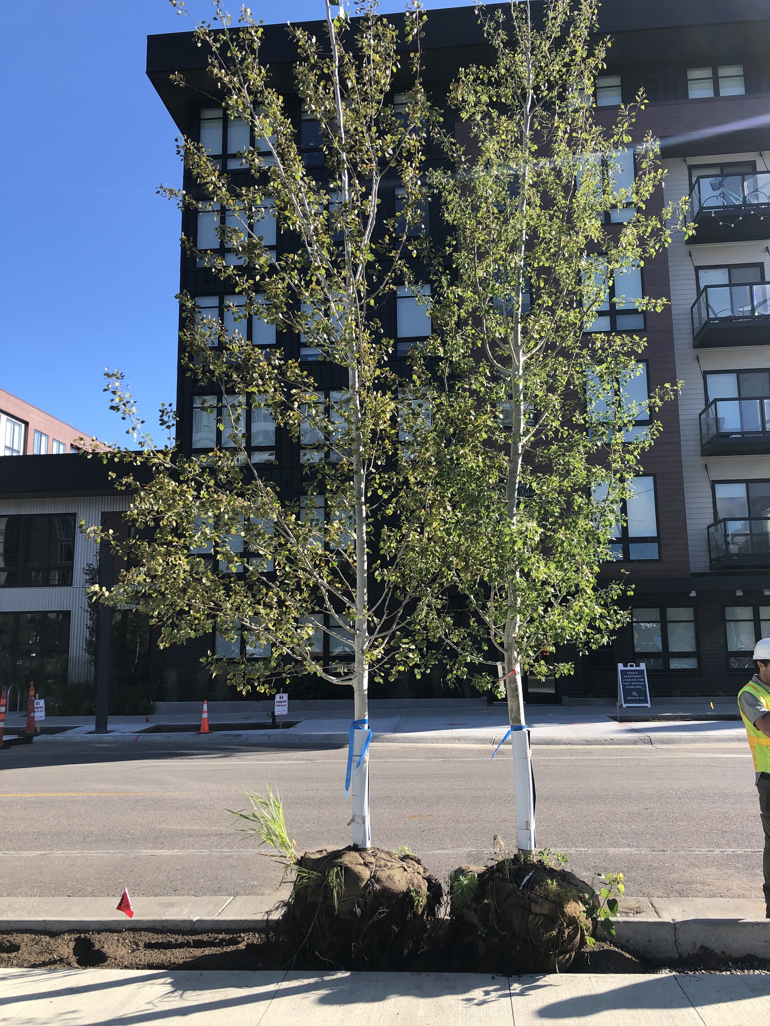 High caliper trees selected for 4th Street