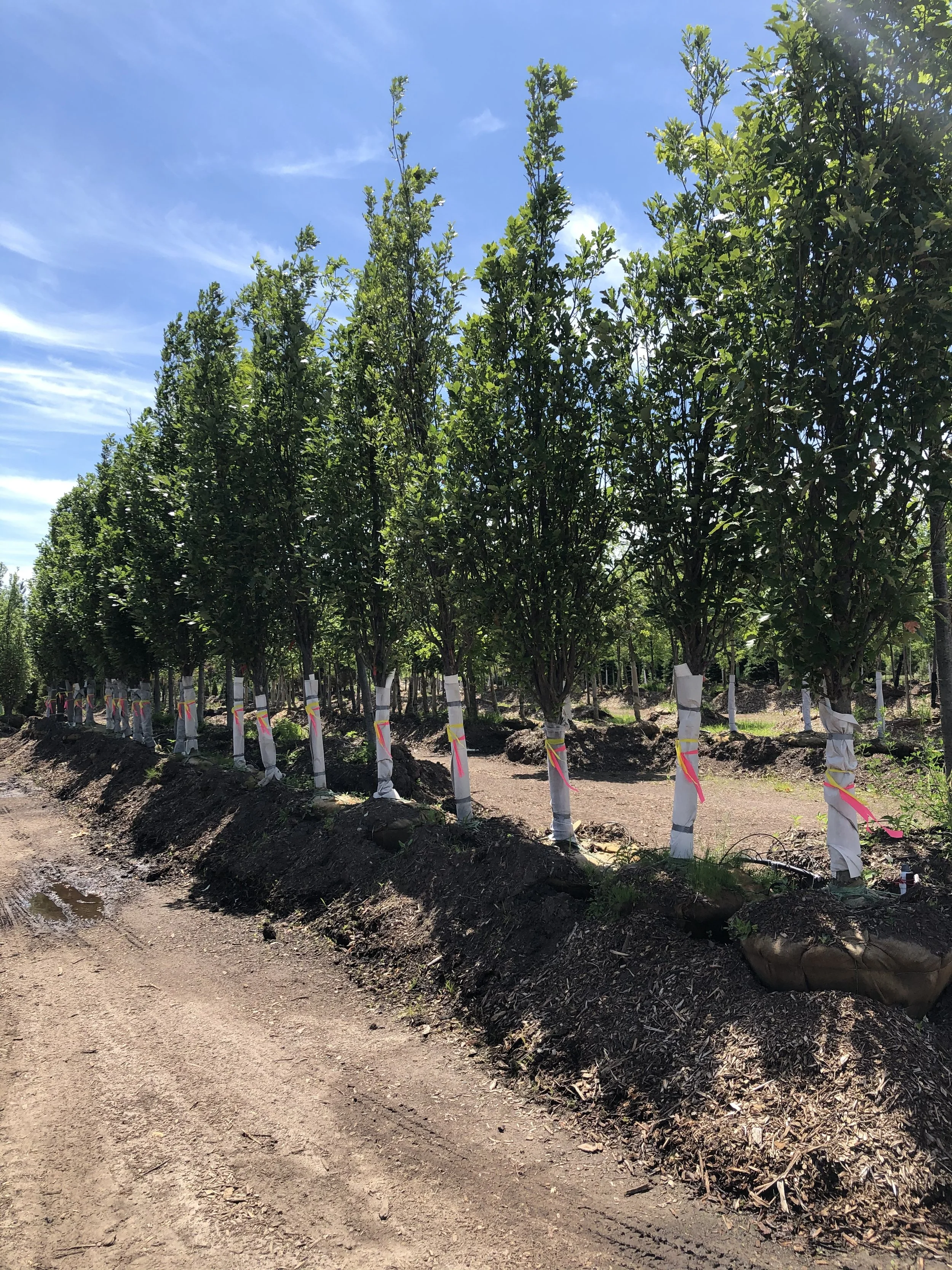 High caliper trees selected for 4th Street