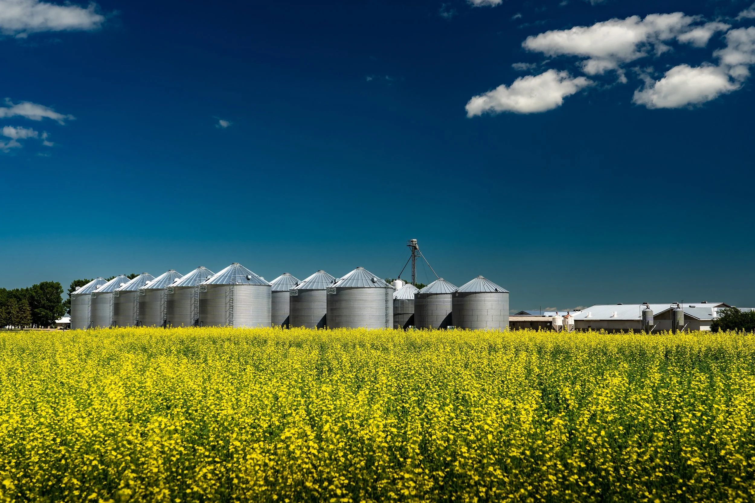 Terraco-Canola-Field.jpg