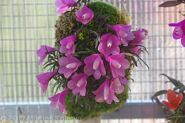 Den. agathodaemonis pink