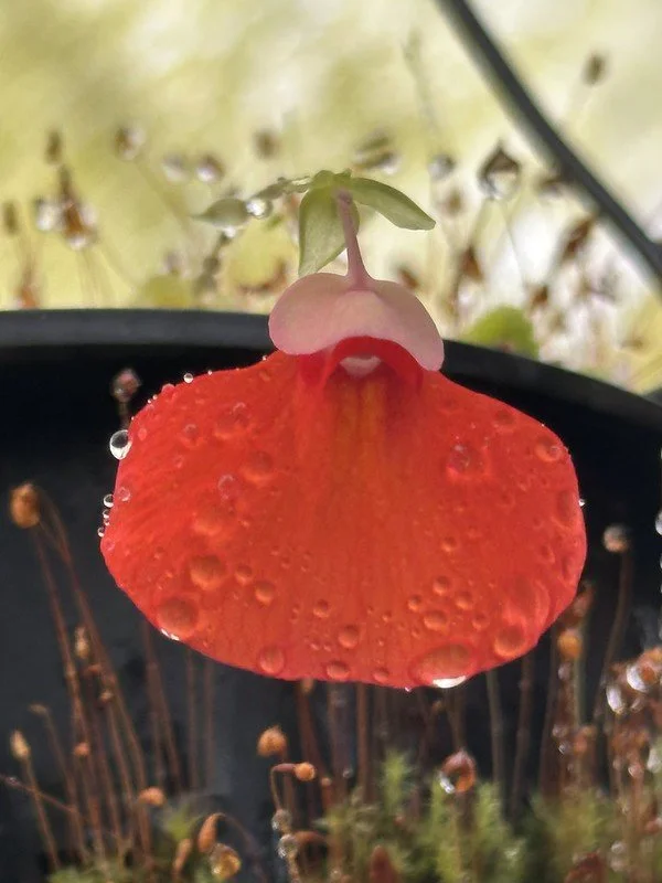 Utricularia campbelliana BCP flowering size division