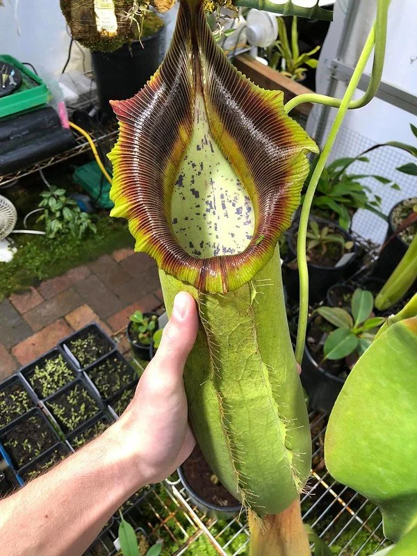 (N. spathulata x robcantleyi) x N .densiflora x robcantleyi)