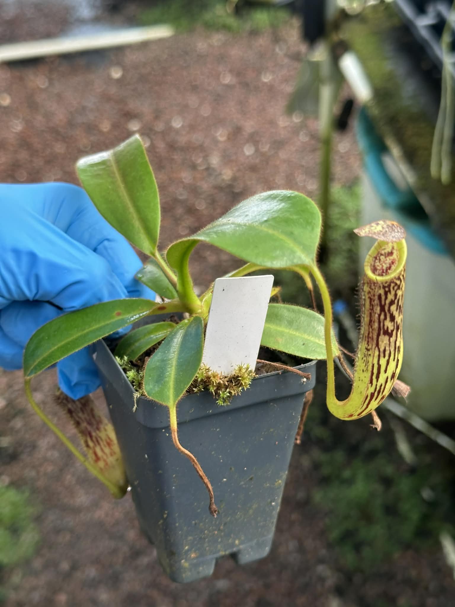 Nepenthes stenophylla seed grown