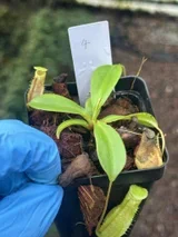 s494405247498884297_p314_i1_w1536 (1).webp