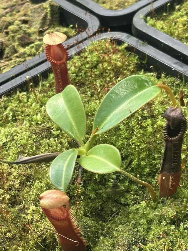Nepenthes harryana seed grown