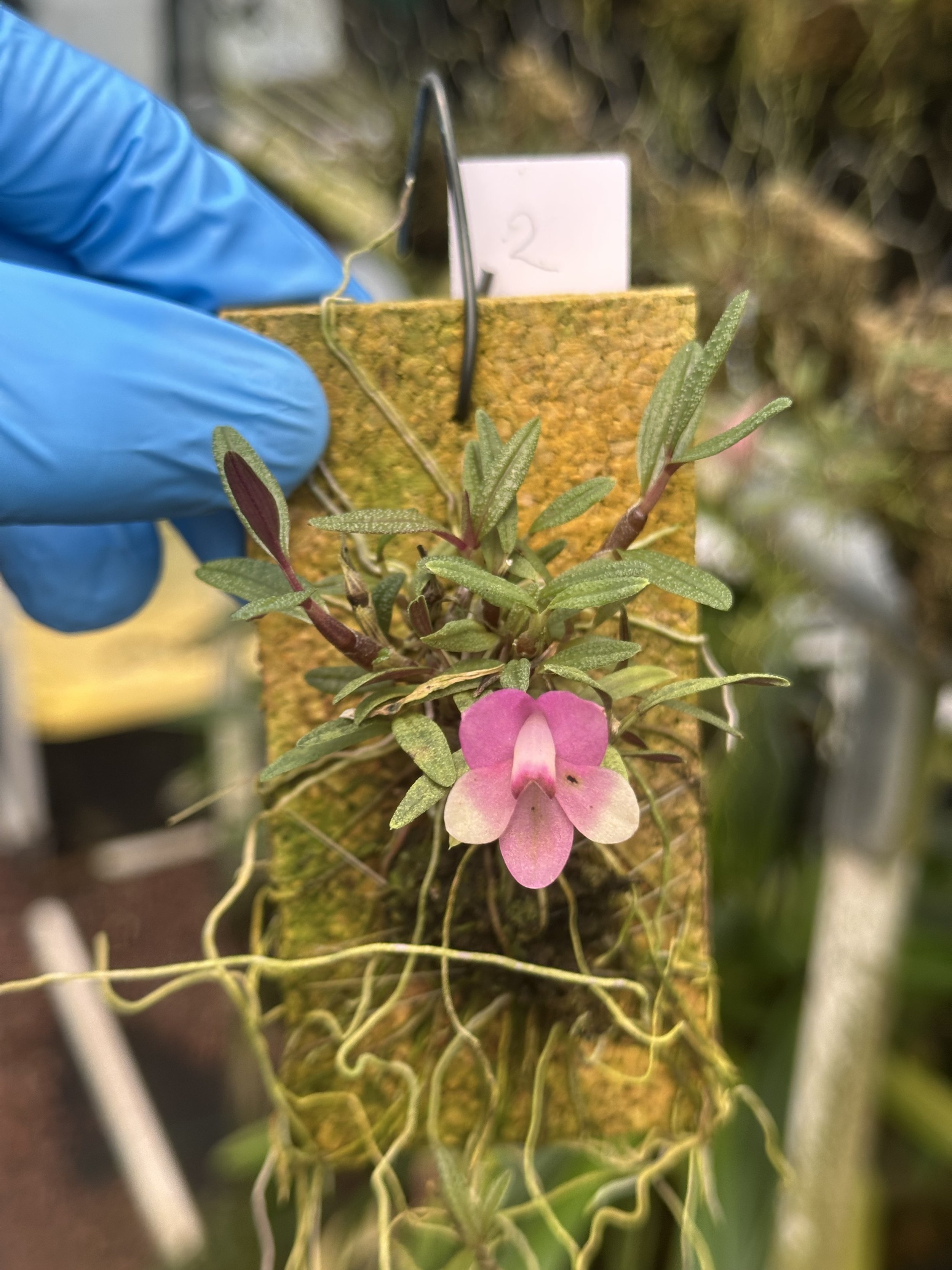 Den. cutherbersonii pink