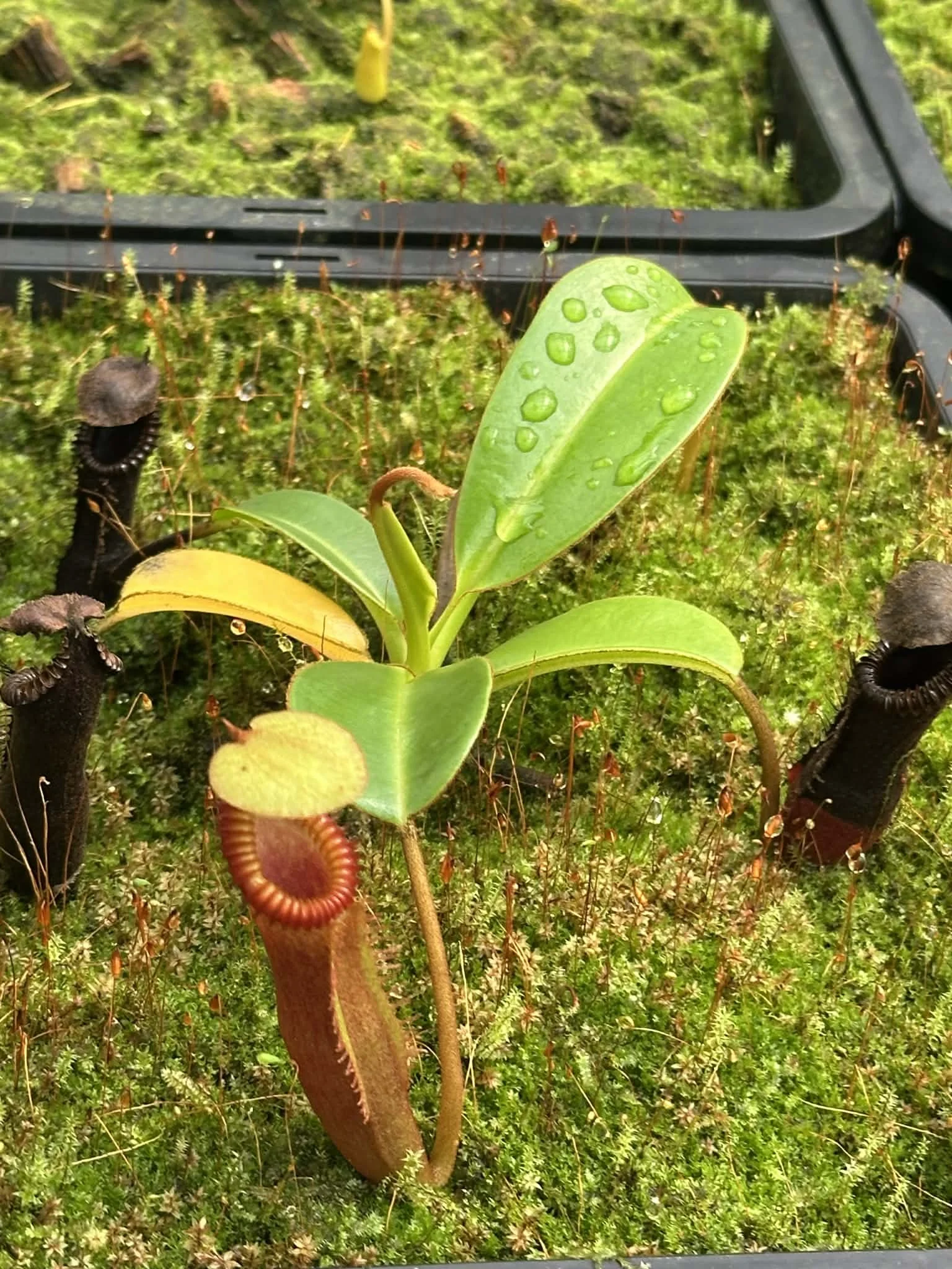 Nepenthes harryana seed grown
