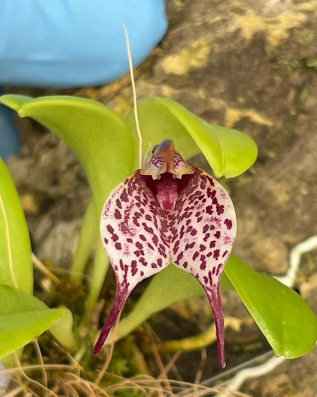 Masdevallia tuerckheimii