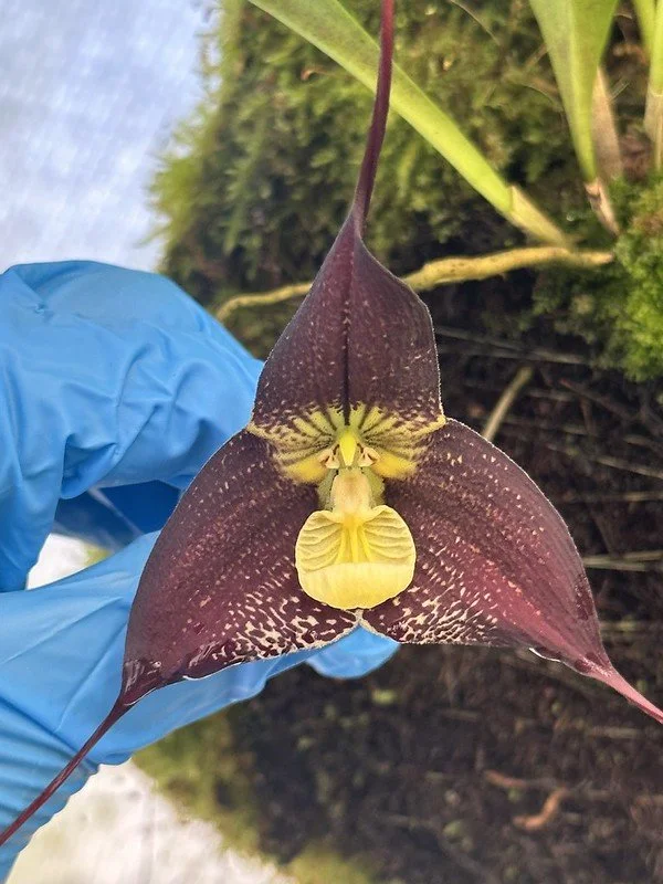 Dracula ubangina ‘Juan’