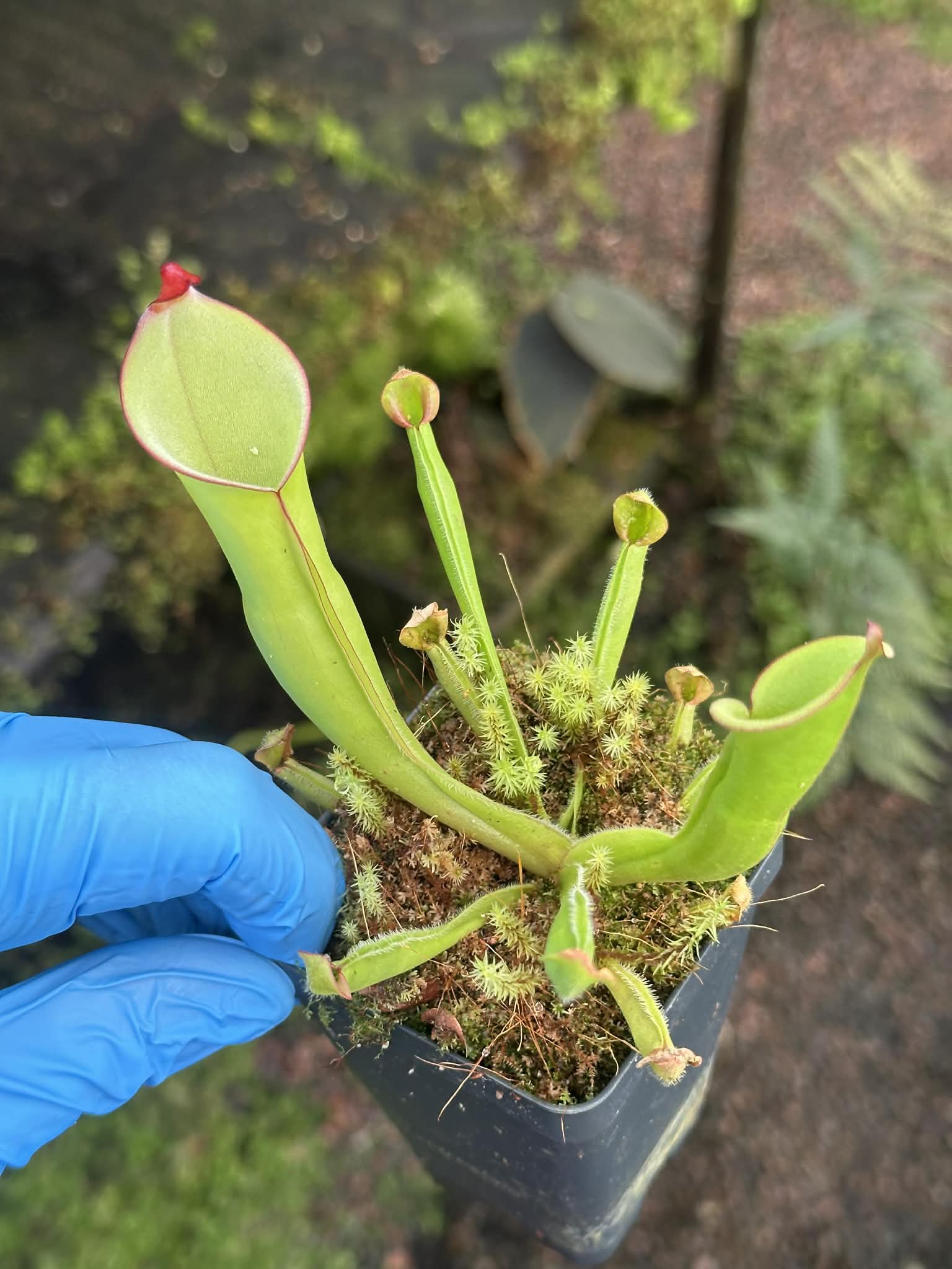 Heliamphora heterodoxa