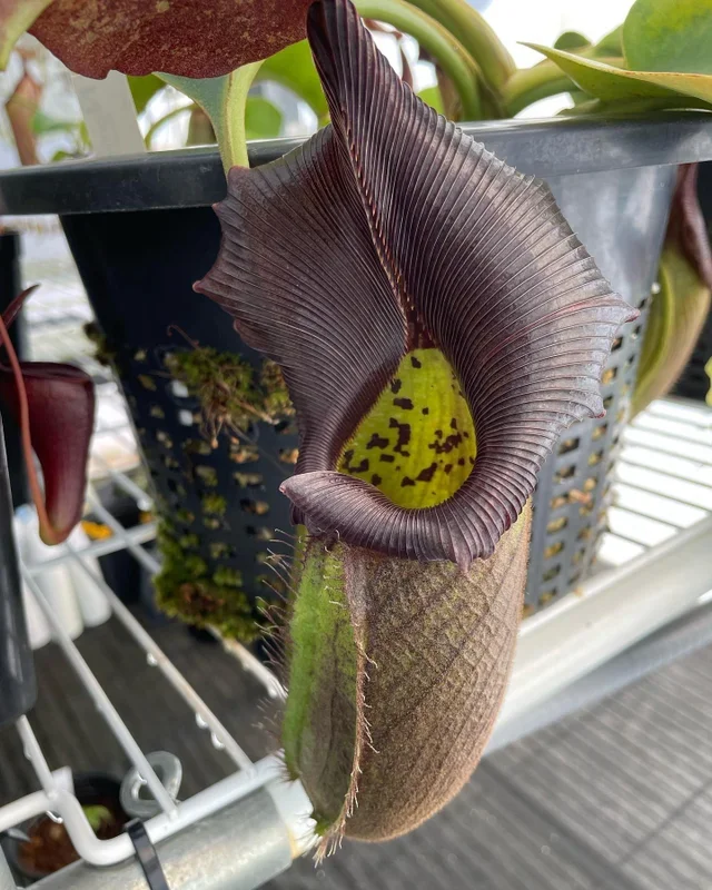 Nepenthes robcantleyi hort seed grown
