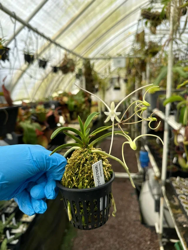 Neofinetia falcata 'Manjushage'