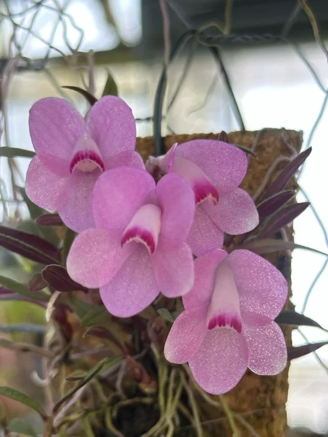 Den. cutherbersonii pink