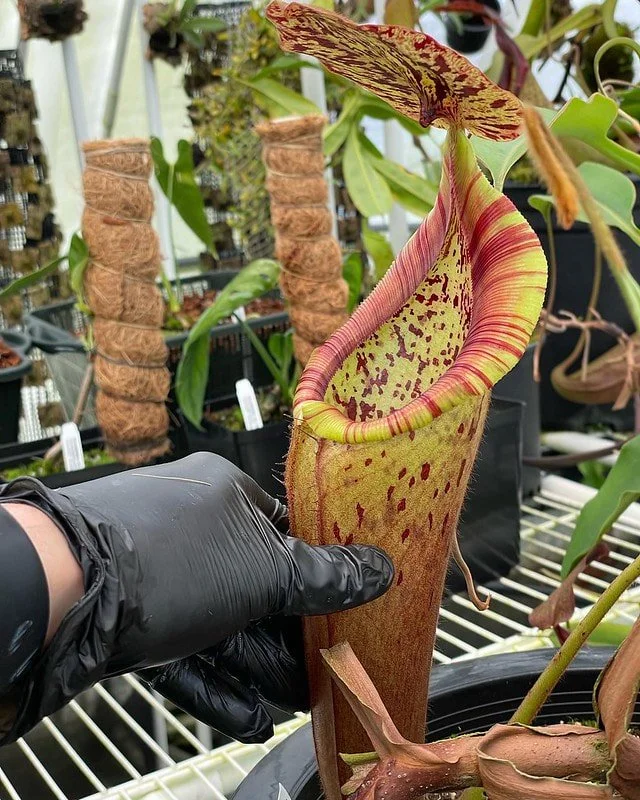 Nepenthes (glandulifera x robcantleyi) x Nepenthes ( densiflora x robcantleyi)