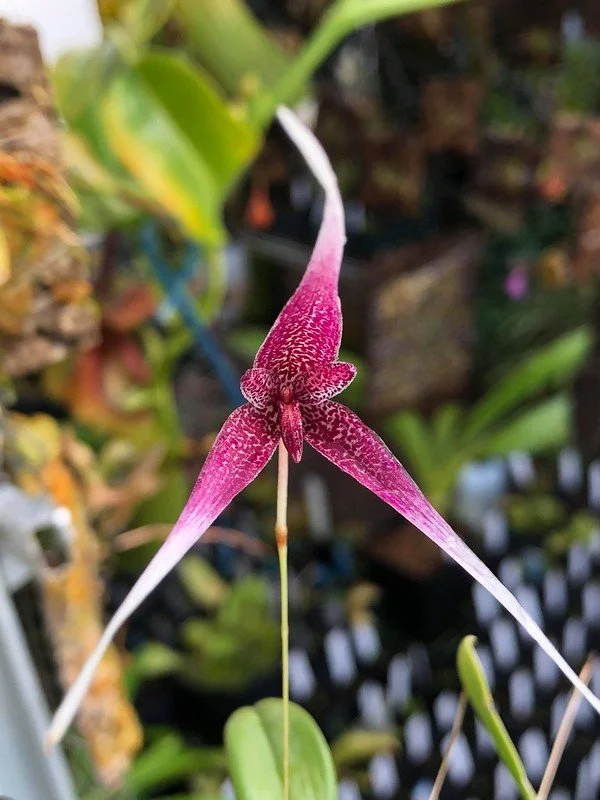 Bulbophyllum woelfiae