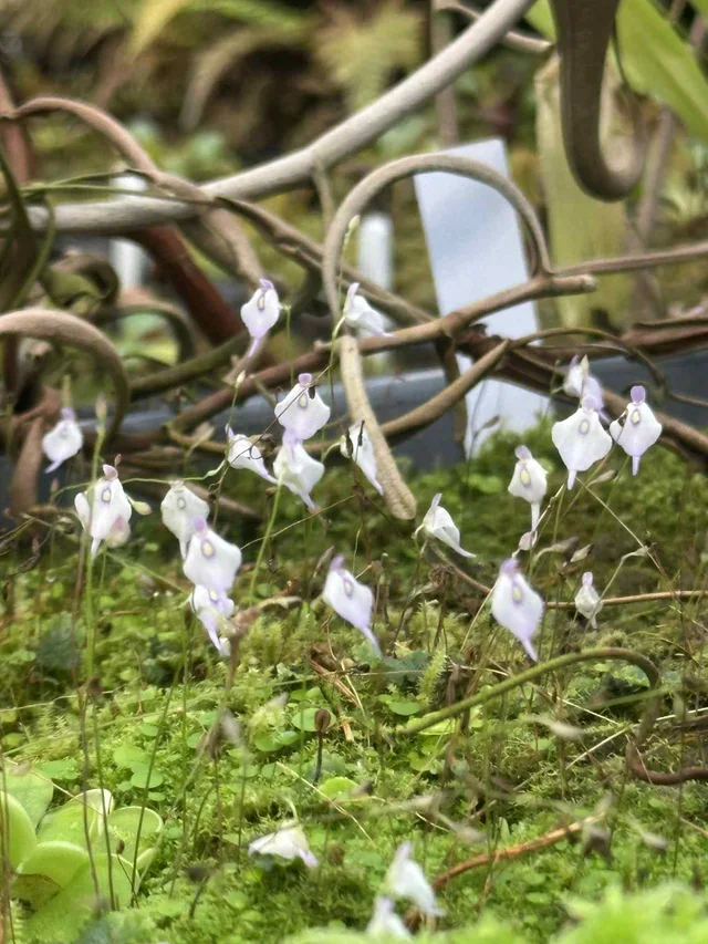 Utricularia pubescens