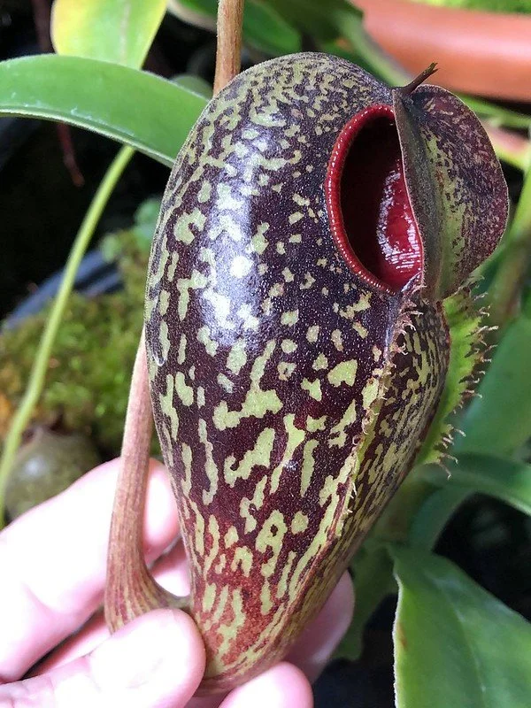 Nepenthes aristolochioides seed grown