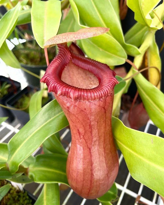 Nepenthes bongso (Robusta) x Nepenthes ventricosa