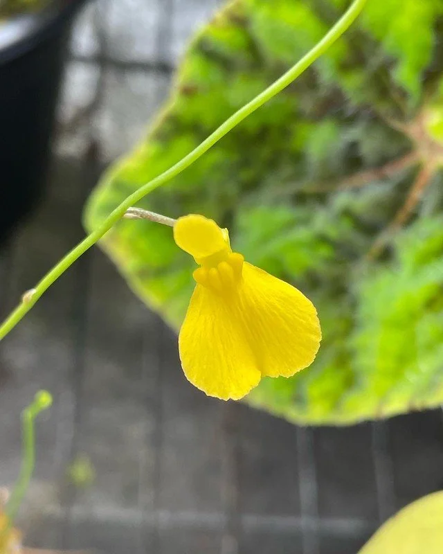 Utricularia praelonga