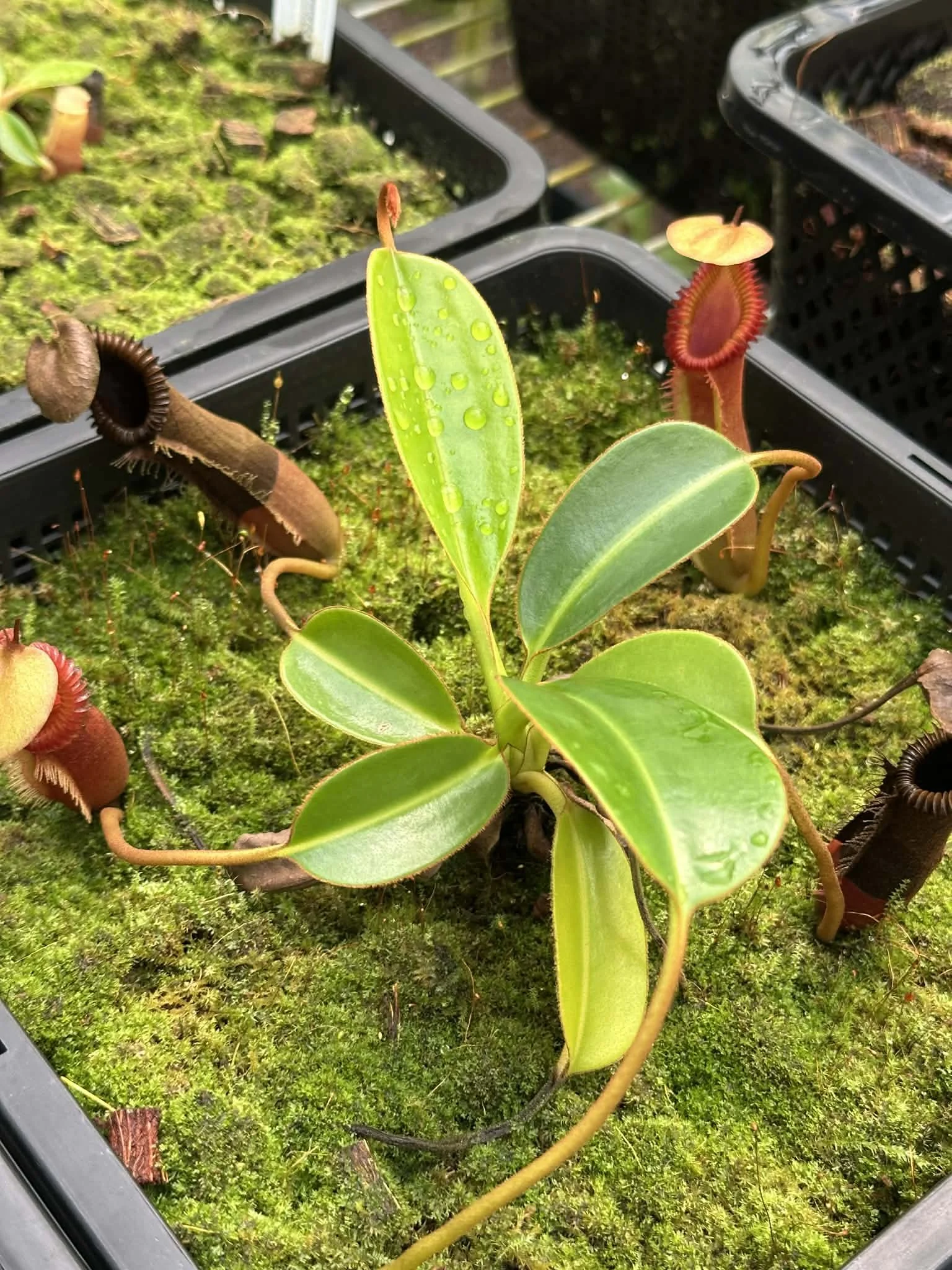 Nepenthes harryana seed grown