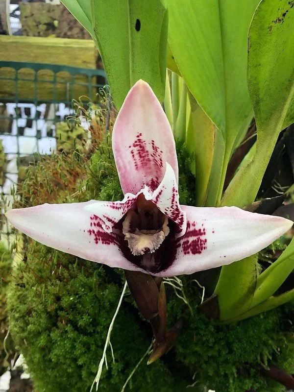 Maxillaria sanderiana