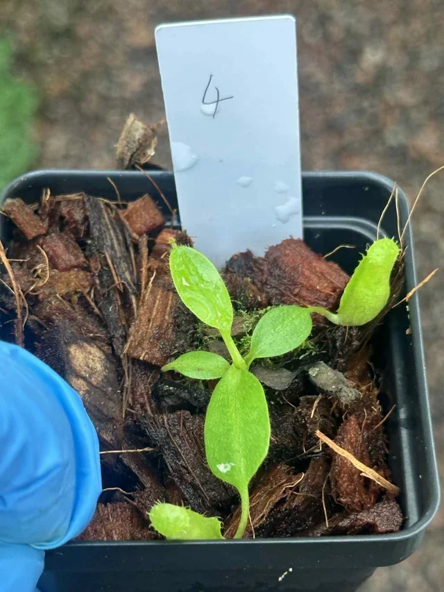 Nepenthes burbidgeae x villosa