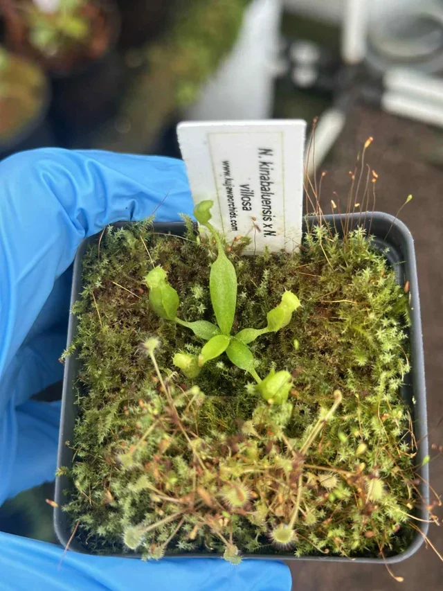 Nepenthes kinabaluensis x villosa seed grown