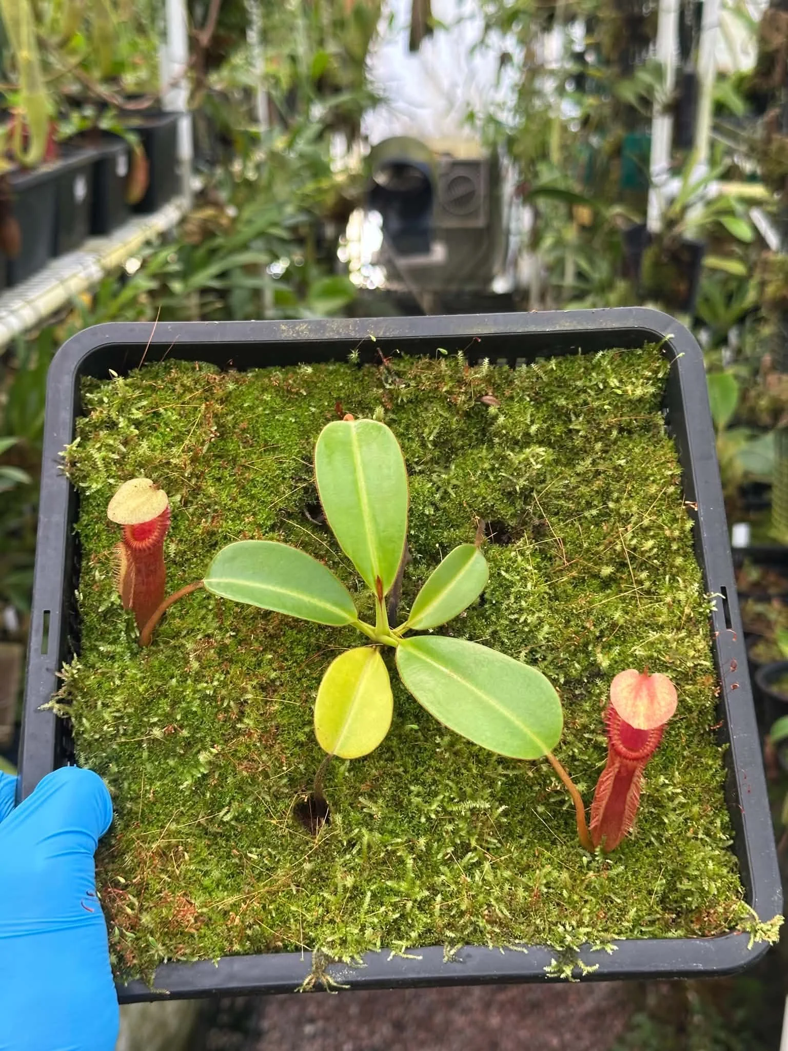 Nepenthes harryana seed grown