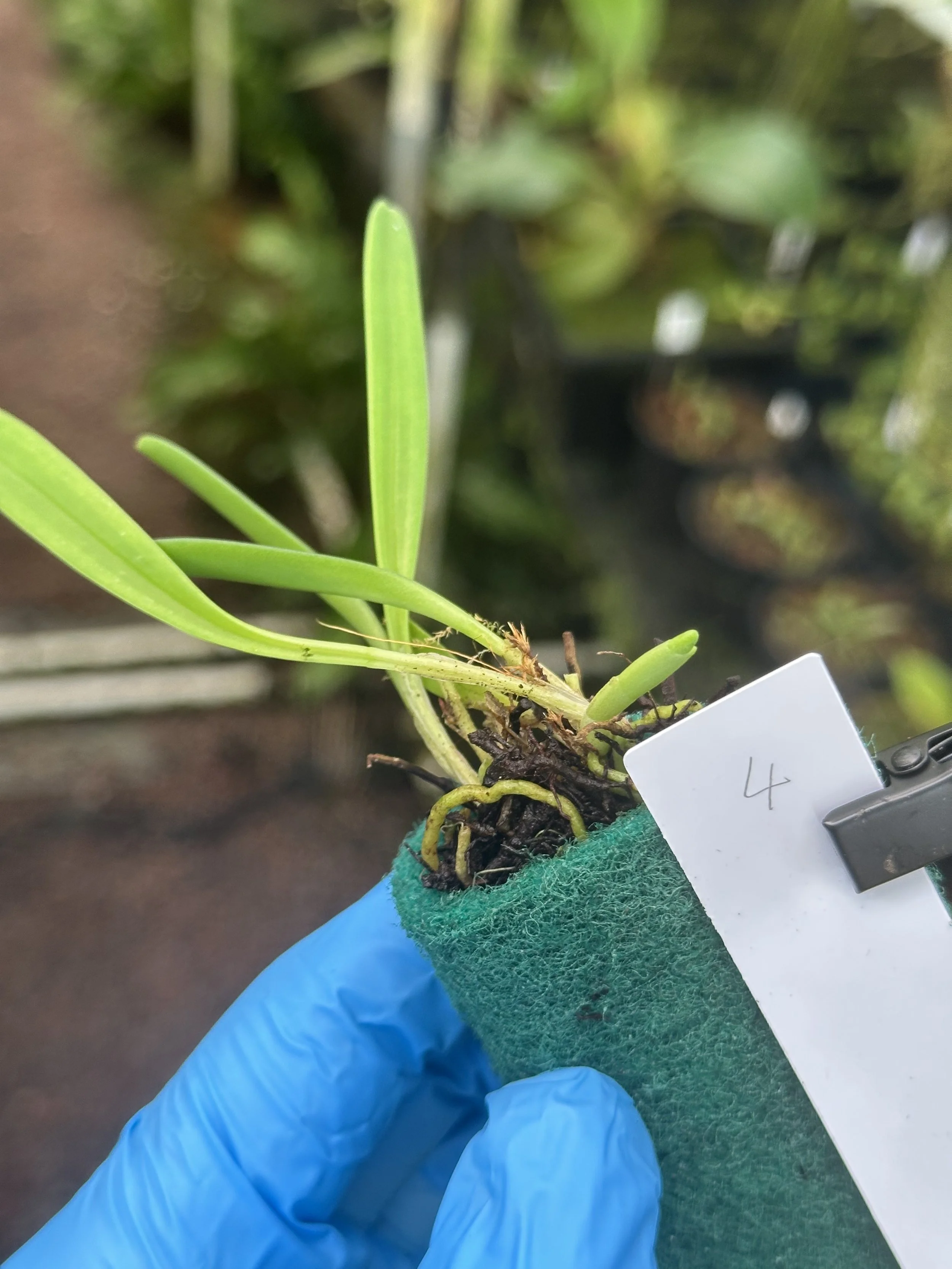Masdevallia picea