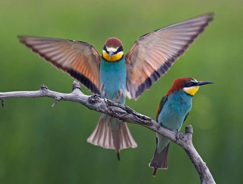 Wings