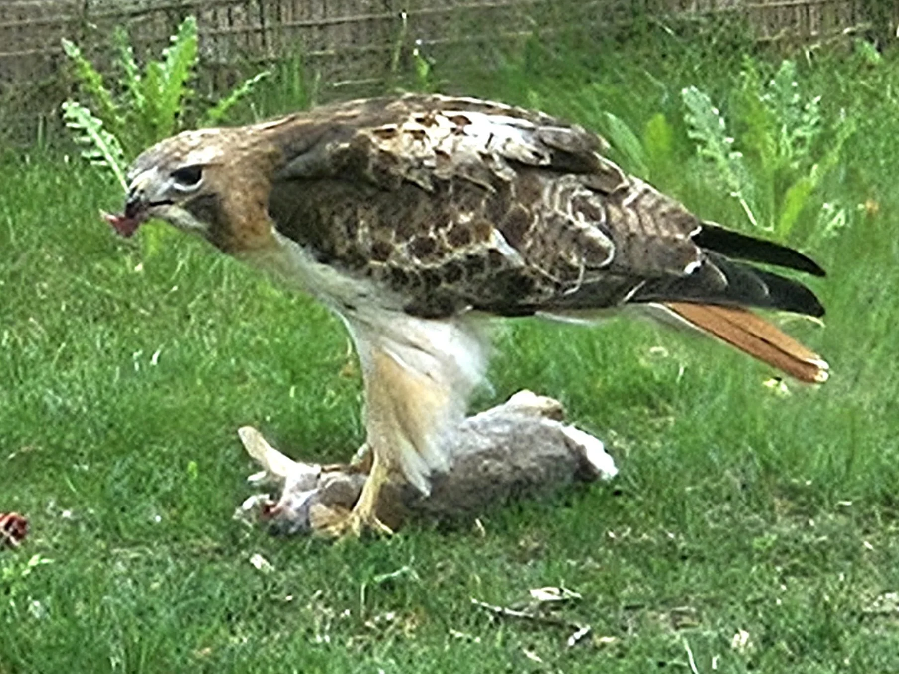 Hawk!
