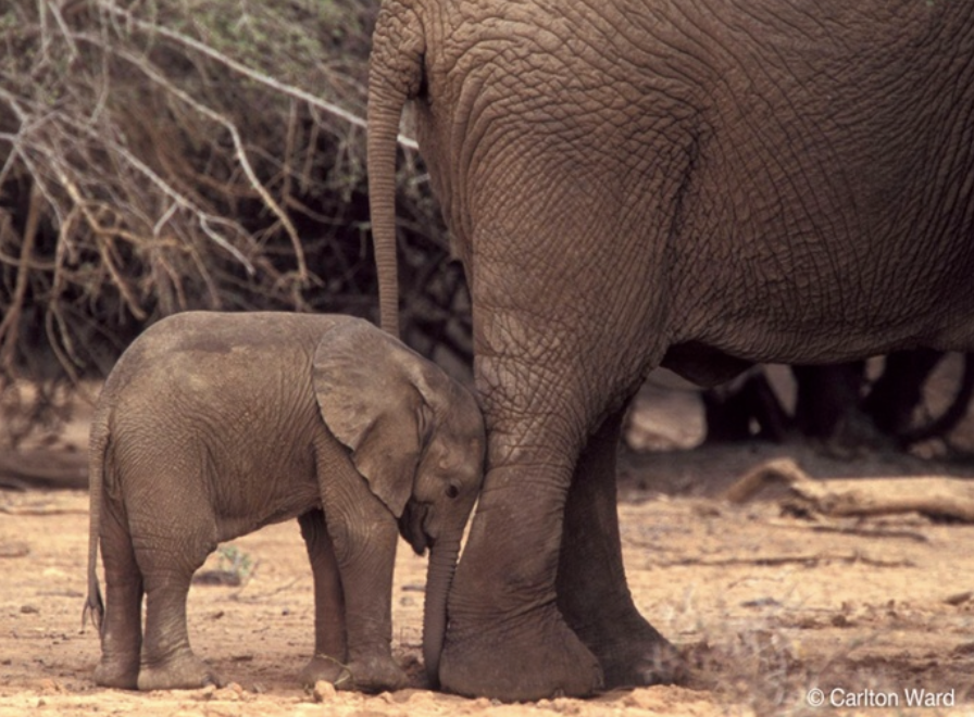 Susan Canney: Elephant Baraka