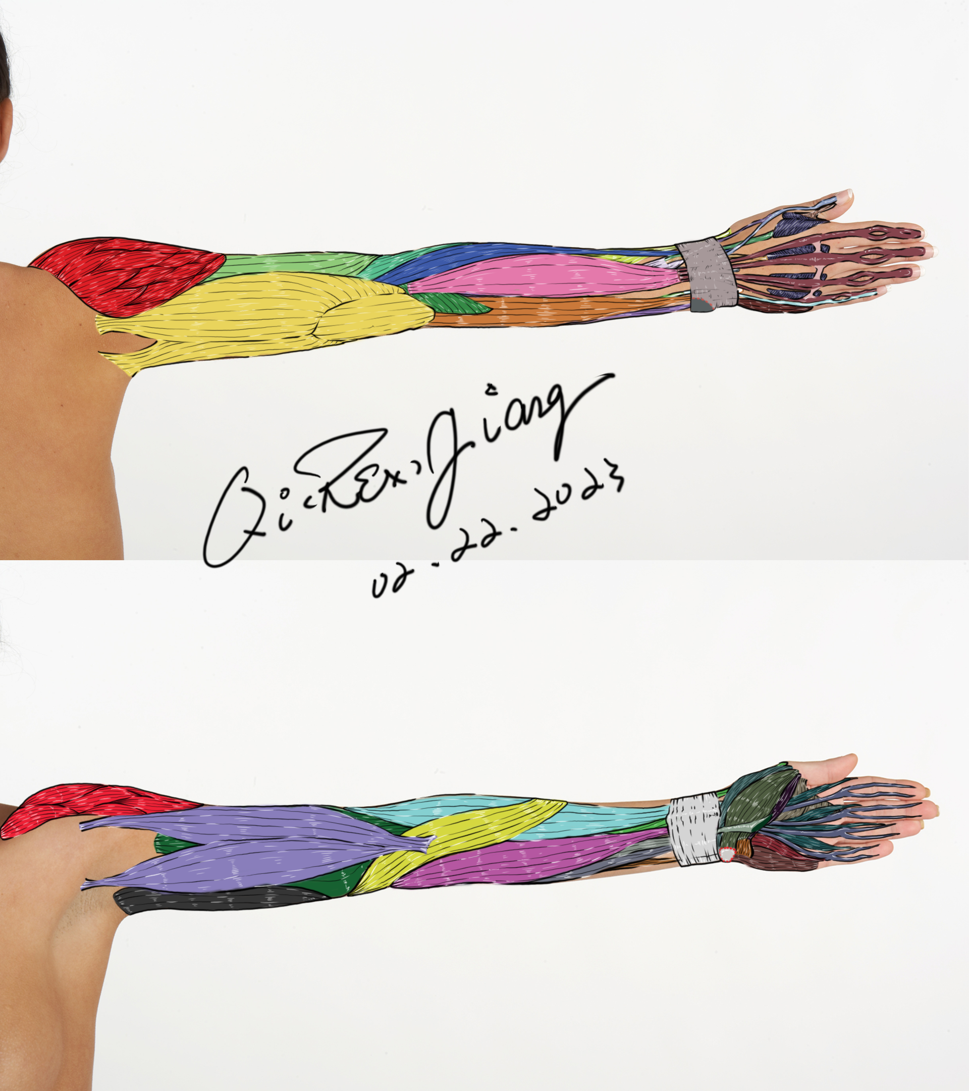 Drawover_03_Arms & Hands_Final.png