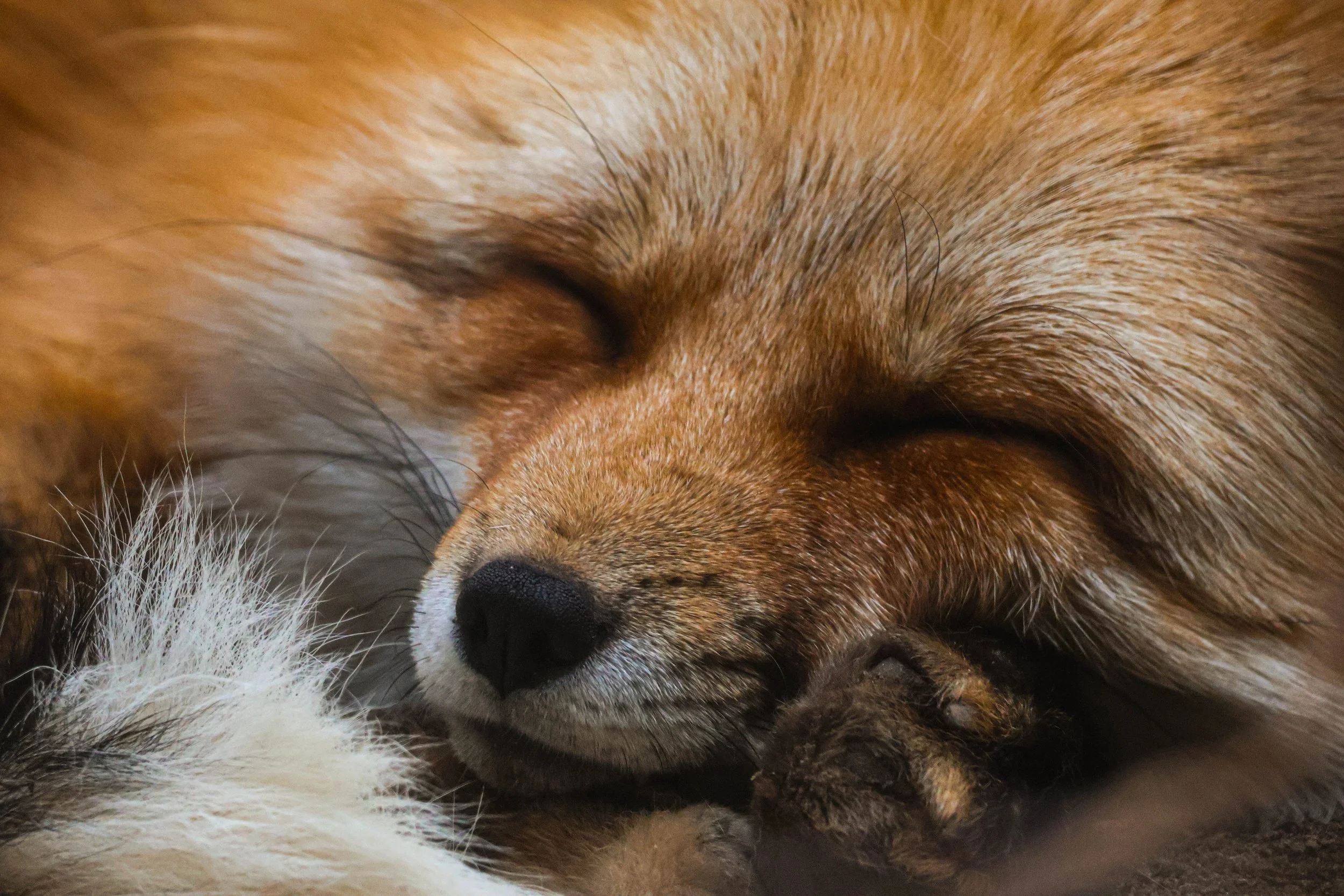 fox.jpeg