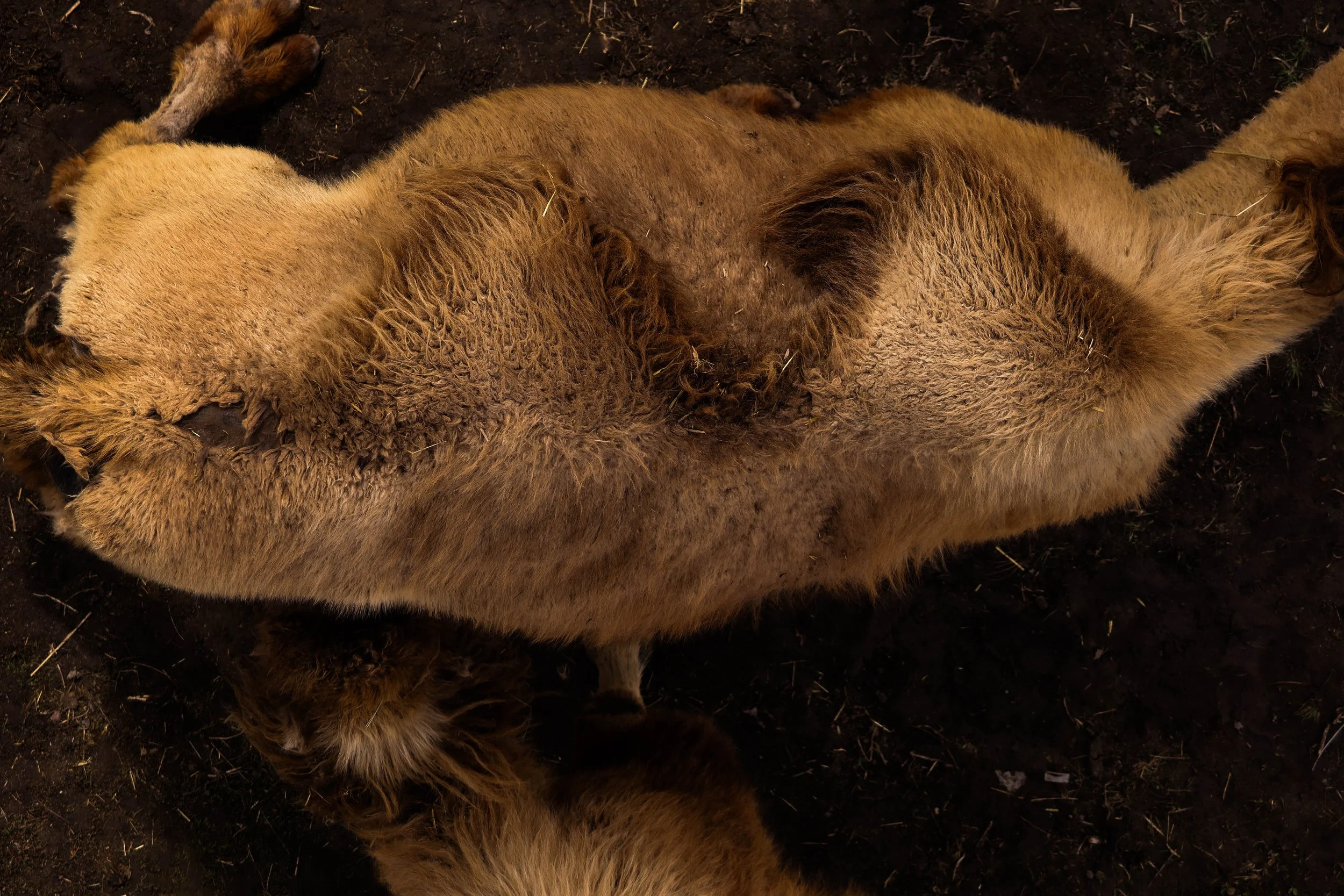 Camel above.jpg
