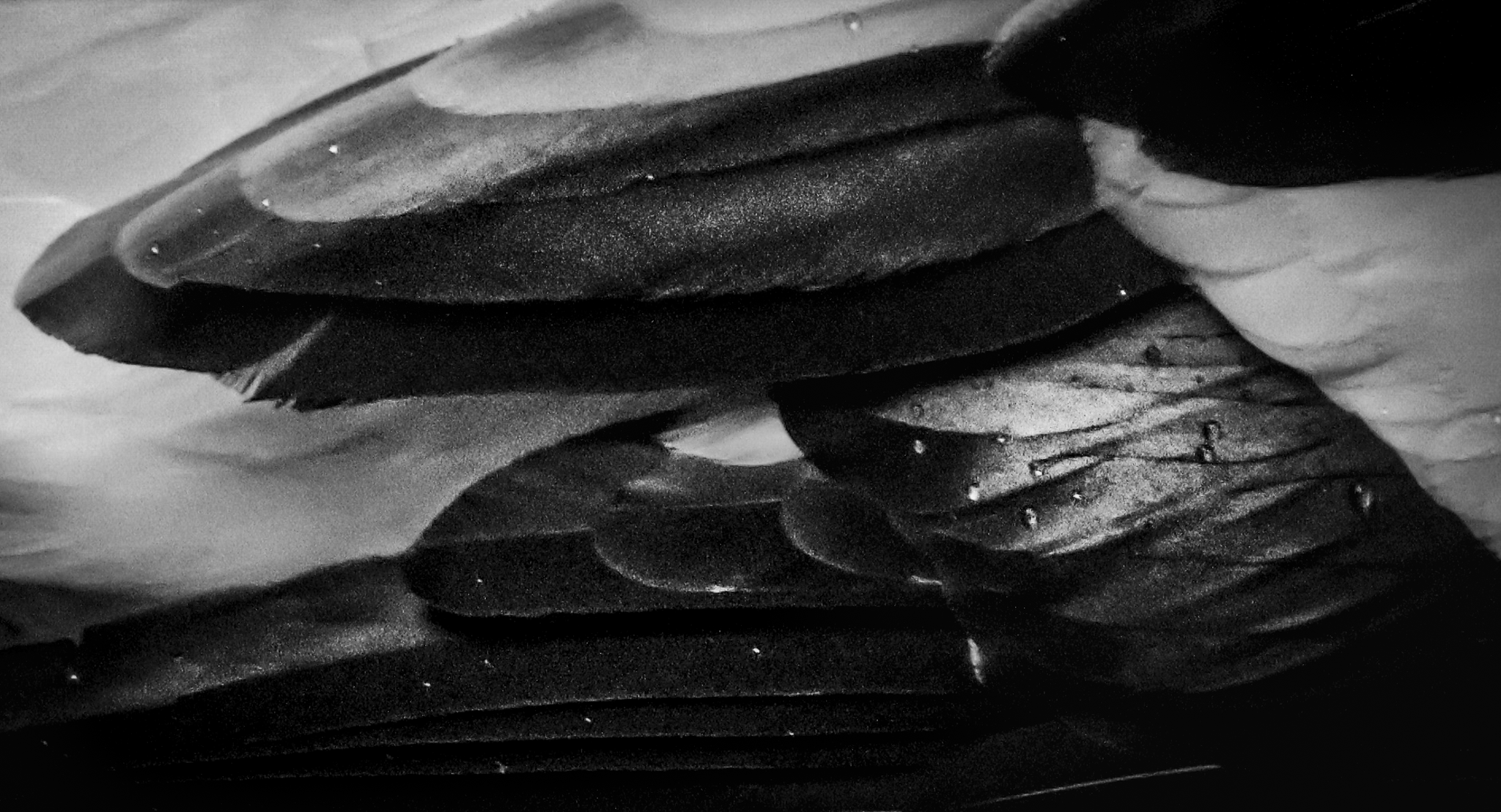 duck wing.PNG