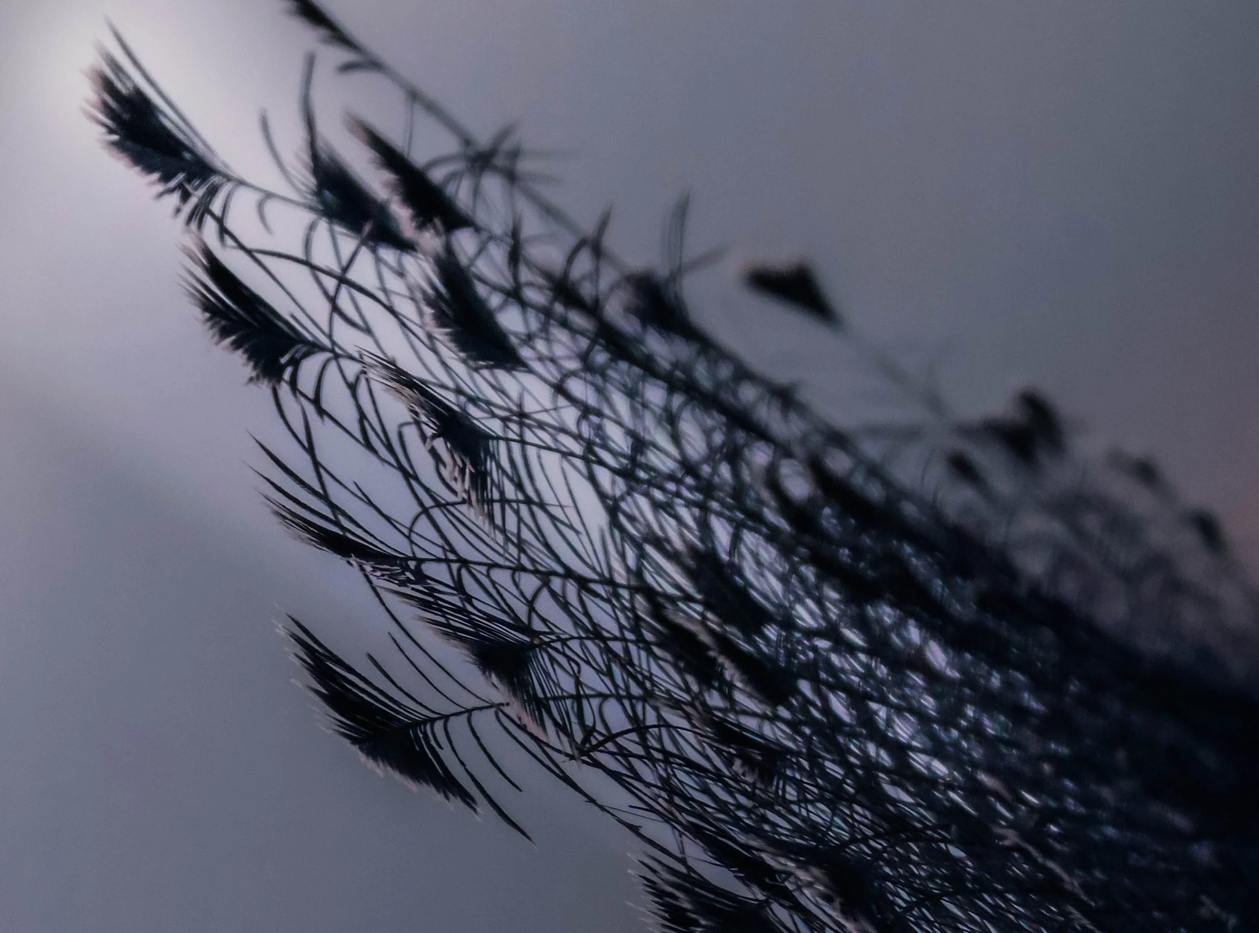 feathers.jpeg