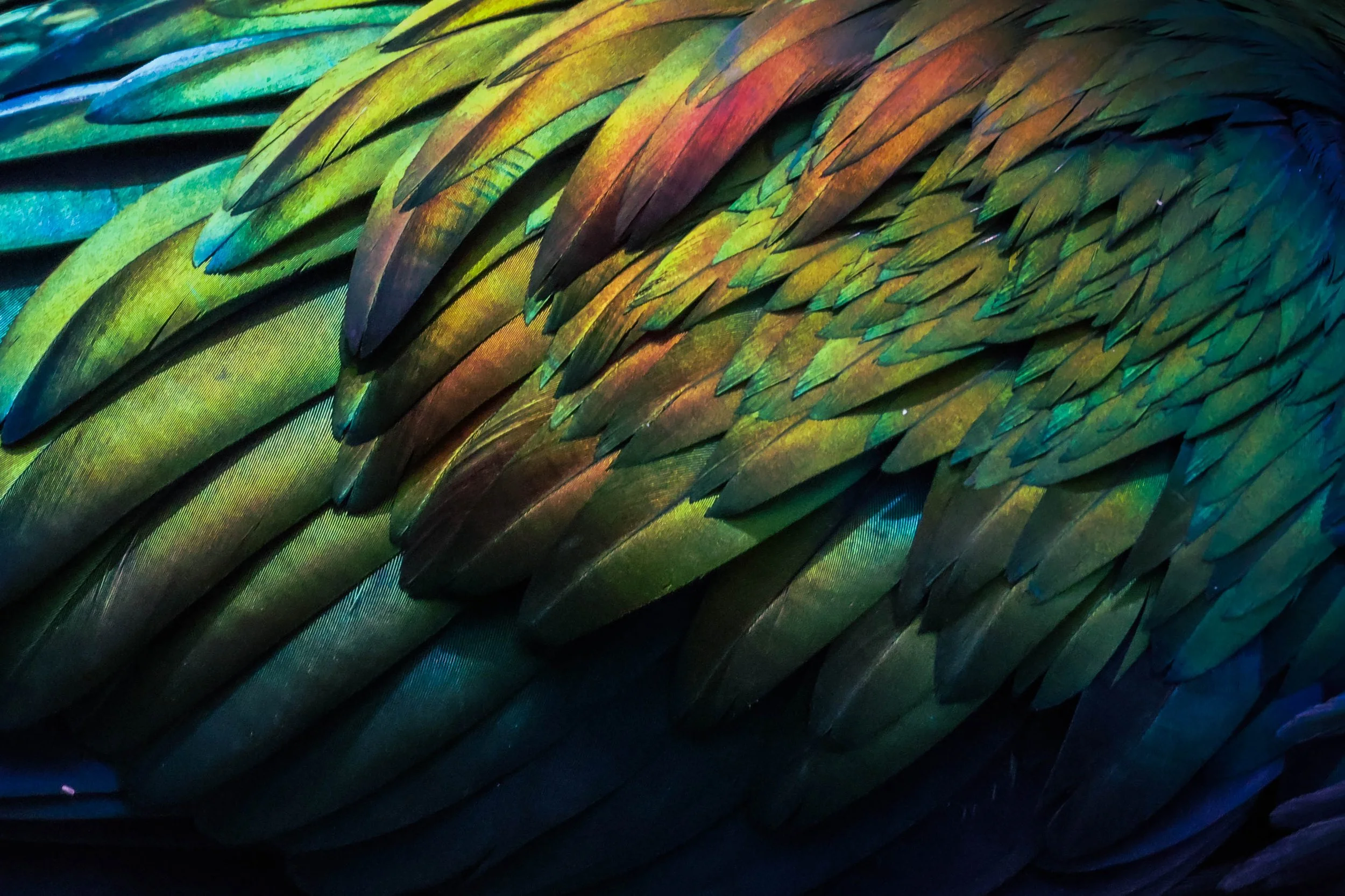 feathers rainbow.jpeg